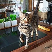 Perle participe au concours pour gagner de l'argent avec cette photo : cat, striped_cat, kitchen, countertop, plants, potted_plants, bread, appliance, modern_kitchen, wooden_countertop, chair, table, window, curtains, indoor, home, pet, animal, feline, domestic_cat