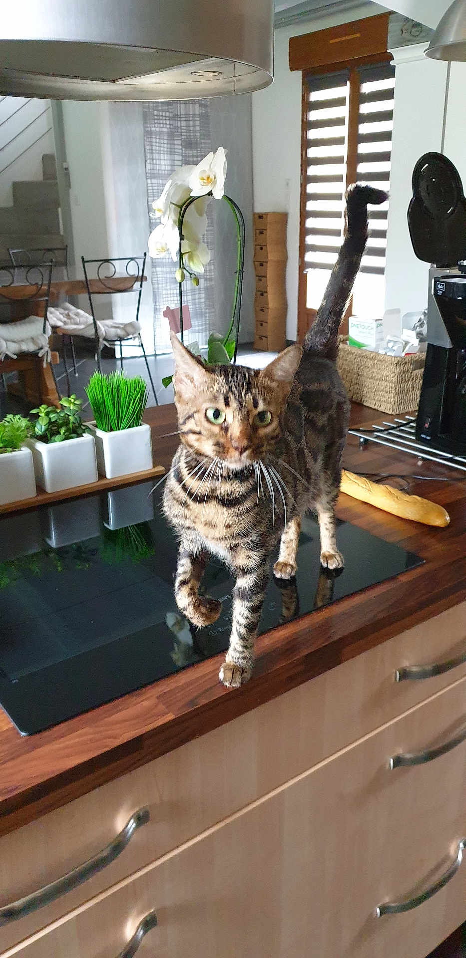 Perle participe au concours pour gagner de l'argent avec cette photo : cat, striped_cat, kitchen, countertop, plants, potted_plants, bread, appliance, modern_kitchen, wooden_countertop, chair, table, window, curtains, indoor, home, pet, animal, feline, domestic_cat