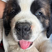 Baloo a rejoint le concours — aidez-le/la à gagner de superbes lots ! puppy, dog, close_up, tongue_out, fluffy, cute, pet, animal, black_and_white, face, nose, whiskers, sleepy, young, adorable, fur, domestic_animal, muzzle, expression, portrait