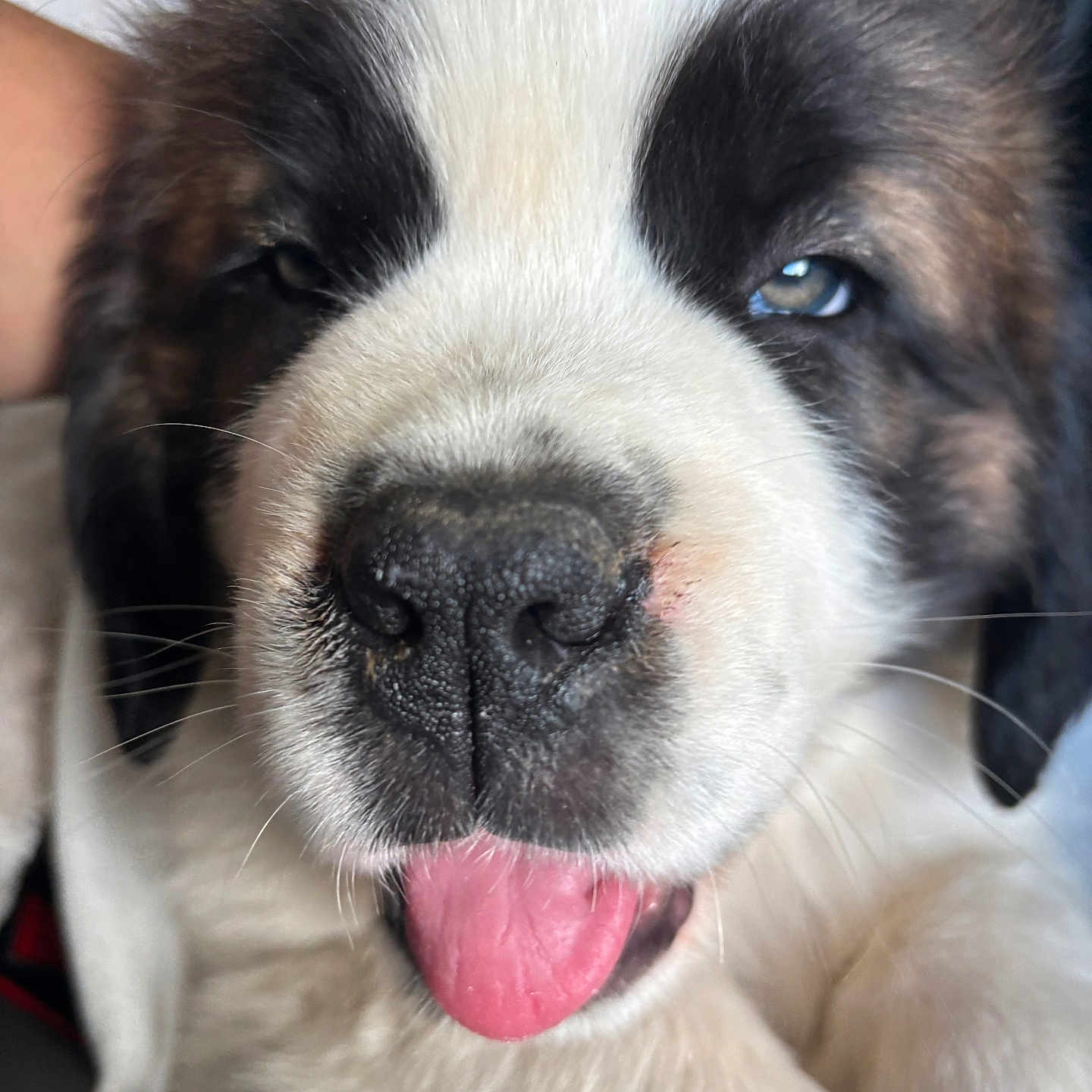 Baloo