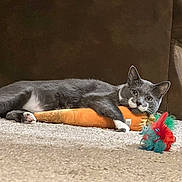 Sweetum joined the competition — help win amazing prizes! animal, carpet, carrot_toy, cat, couch, cozy, cute, domestic, feather_toy, feline, gray_cat, home, indoor, lying_down, pet, plush_toy, relaxed, resting, toy, white_paws