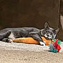 animal, carpet, carrot_toy, cat, couch, cozy, cute, domestic, feather_toy, feline, gray_cat, home, indoor, lying_down, pet, plush_toy, relaxed, resting, toy, white_paws