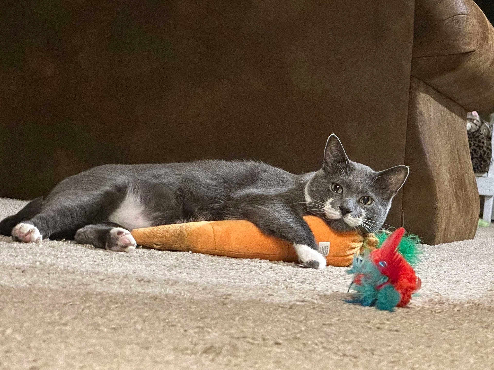 Sweetum joined the competition — help win amazing prizes! animal, carpet, carrot_toy, cat, couch, cozy, cute, domestic, feather_toy, feline, gray_cat, home, indoor, lying_down, pet, plush_toy, relaxed, resting, toy, white_paws