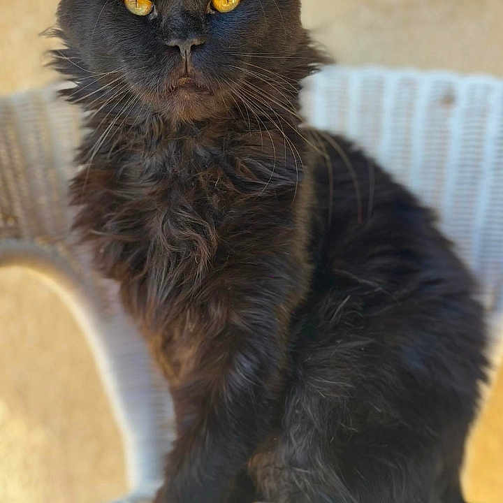 Ulan a rejoint le concours — aidez-le/la à gagner de superbes lots ! abyssinian, angora, animal, blackcat, brasssection, cat, egyptiancat, horn, kitten, manx, musicalinstrument, pet