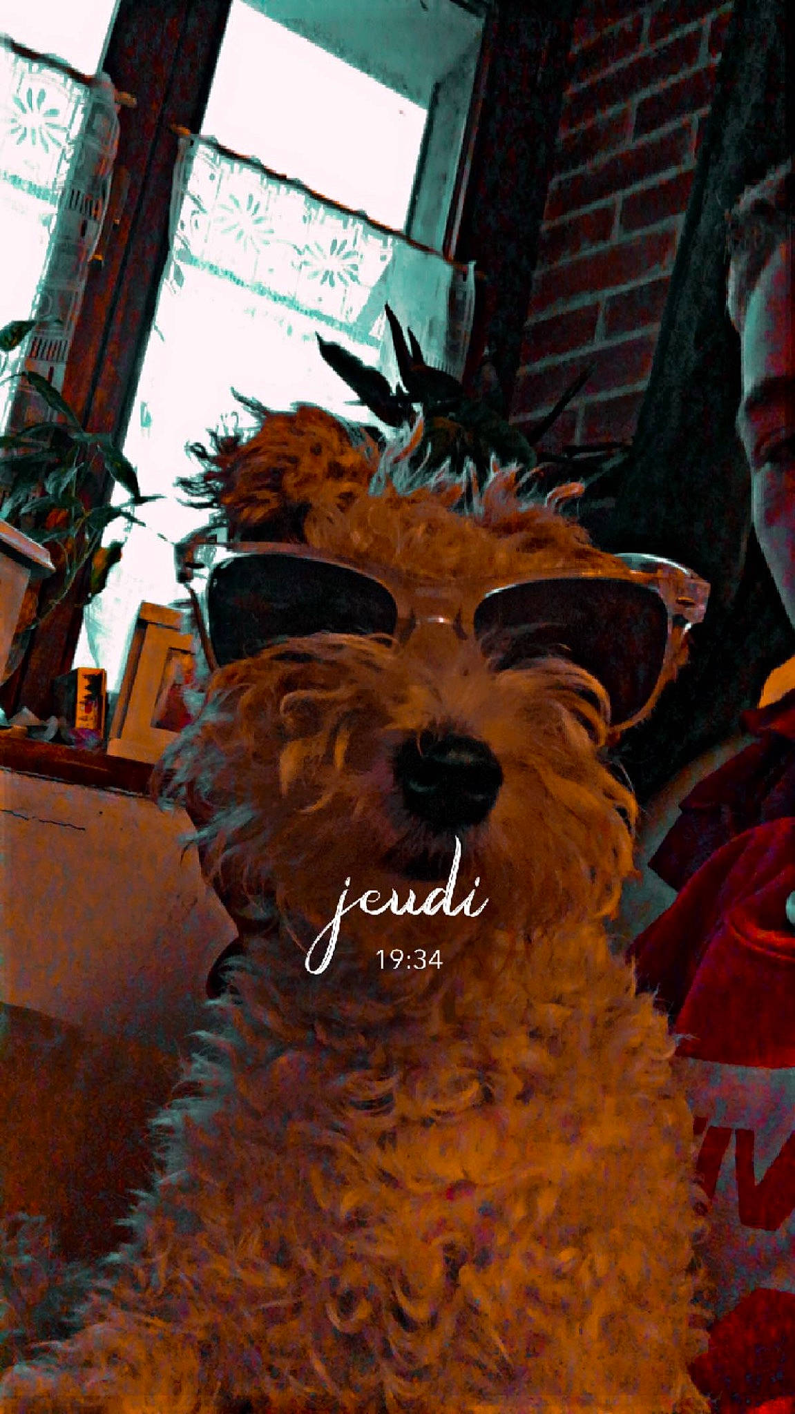 Ficelle participe au concours pour gagner de l'argent avec cette photo : ancient_dog_breeds, art, canidae, carnivore, companion_dog, dog, dog_breed, event, fur, giant_dog_breed, guard_dog, herding_dog, snout, sporting_group, terrier, working_animal, working_dog