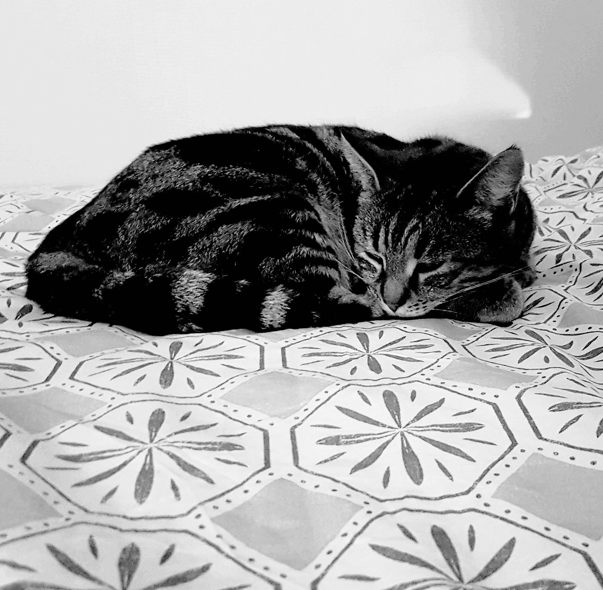 Louna participe au concours pour gagner de l'argent avec cette photo : asian, black, black_and_white, black_cat, carnivore, cat, domestic_short_haired_cat, european_shorthair, felidae, linens, monochrome, monochrome_photography, pattern, sleep, small_to_medium_sized_cats, snout, tabby_cat, textile, whiskers, white