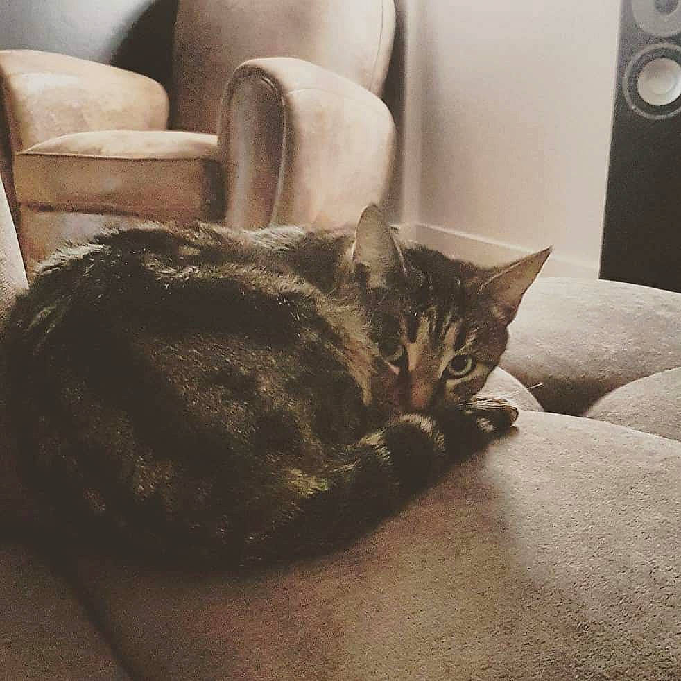 Louna participe au concours pour gagner de l'argent avec cette photo : american_shorthair, asian, carnivore, cat, comfort, domestic_short_haired_cat, dragon_li, european_shorthair, felidae, fur, furniture, kitten, mammal, room, small_to_medium_sized_cats, tabby_cat, tail, textile, whiskers