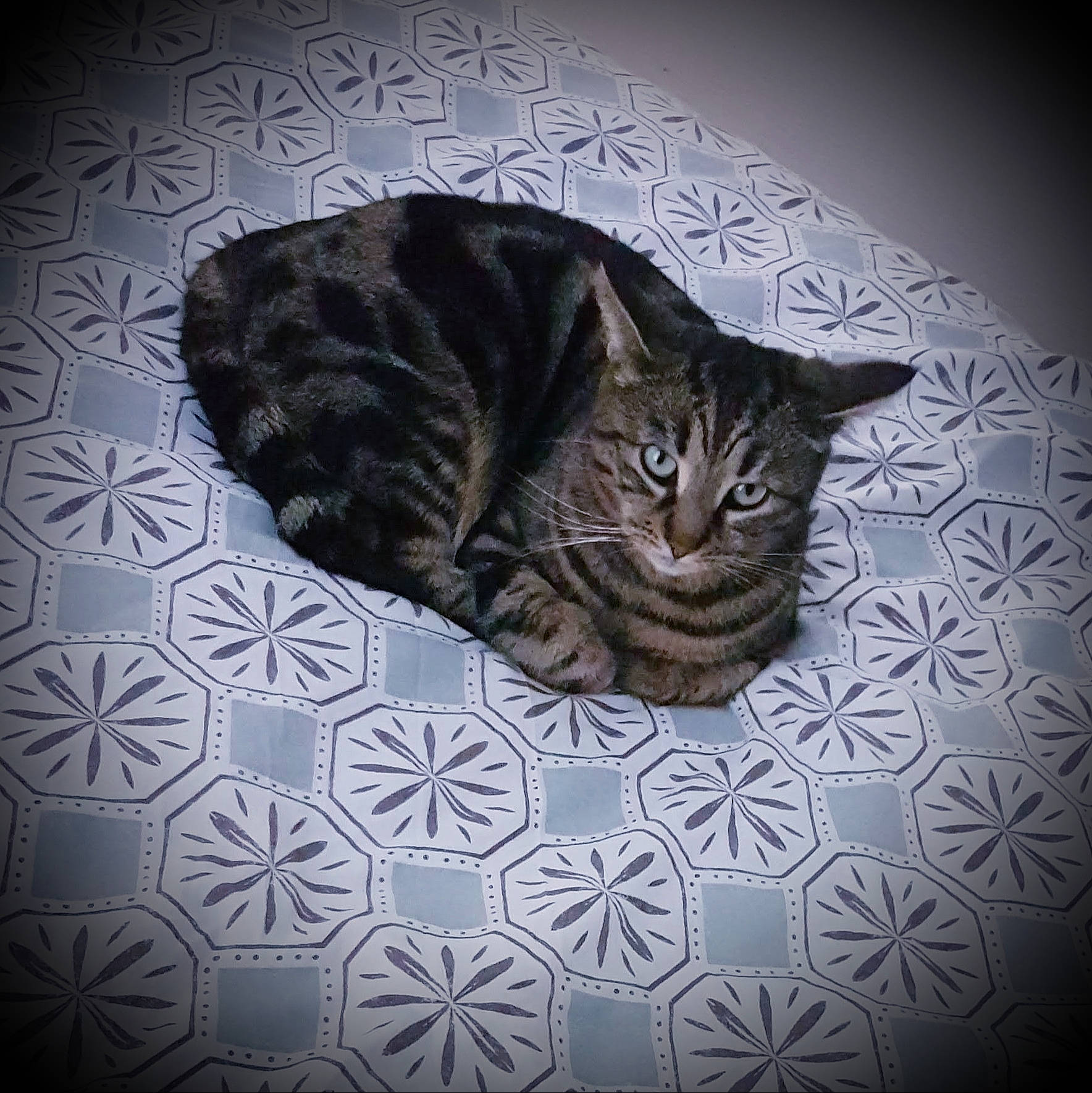 Louna participe au concours pour gagner de l'argent avec cette photo : american_shorthair, asian, california_spangled, carnivore, cat, domestic_short_haired_cat, dragon_li, european_shorthair, felidae, fur, kitten, ocicat, small_to_medium_sized_cats, tabby_cat, whiskers