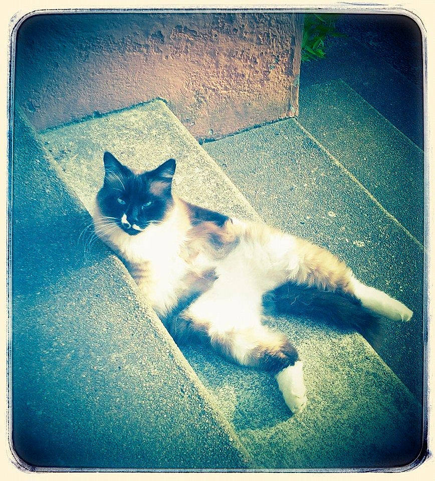 Franklin participe au concours pour gagner de l'argent avec cette photo : aegean_cat, carnivore, cat, domestic_short_haired_cat, electronic_device, felidae, kitten, ojos_azules, ragdoll, rectangle, shadow, small_to_medium_sized_cats, square, tail, technology, whiskers