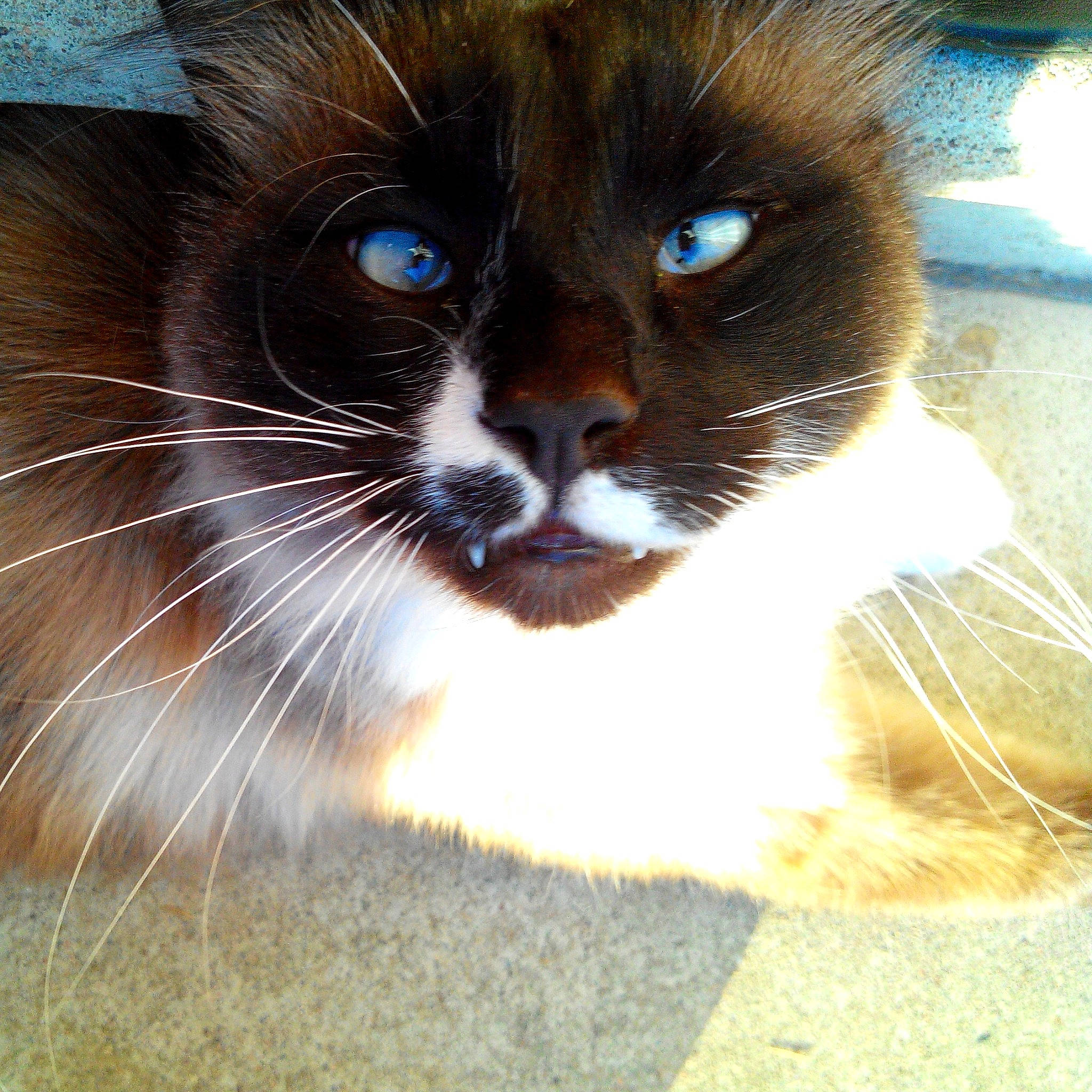 Franklin participe au concours pour gagner de l'argent avec cette photo : aegean_cat, carnivore, cat, close_up, domestic_short_haired_cat, eye, felidae, fur, iris, kitten, mammal, nose, ojos_azules, organism, photography, siamese, small_to_medium_sized_cats, snout, snowshoe, whiskers