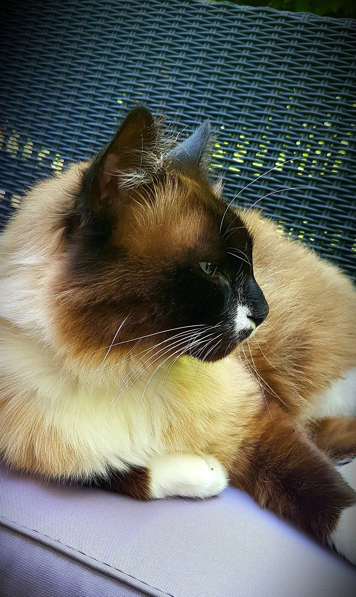 Franklin participe au concours pour gagner de l'argent avec cette photo : balinese, birman, burmese, carnivore, cat, domestic_long_haired_cat, fawn, felidae, fur, himalayan, mammal, ragdoll, siamese, small_to_medium_sized_cats, snout, snowshoe, tail, thai, tonkinese, whiskers