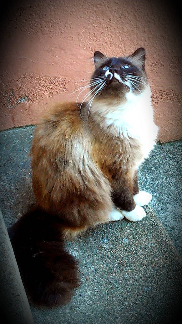 Franklin participe au concours pour gagner de l'argent avec cette photo : american_curl, asian_semi_longhair, birman, british_semi_longhair, carnivore, cat, cymric, domestic_long_haired_cat, fawn, felidae, fur, mammal, norwegian_forest_cat, persian, ragamuffin, ragdoll, small_to_medium_sized_cats, tail, vertebrate, whiskers