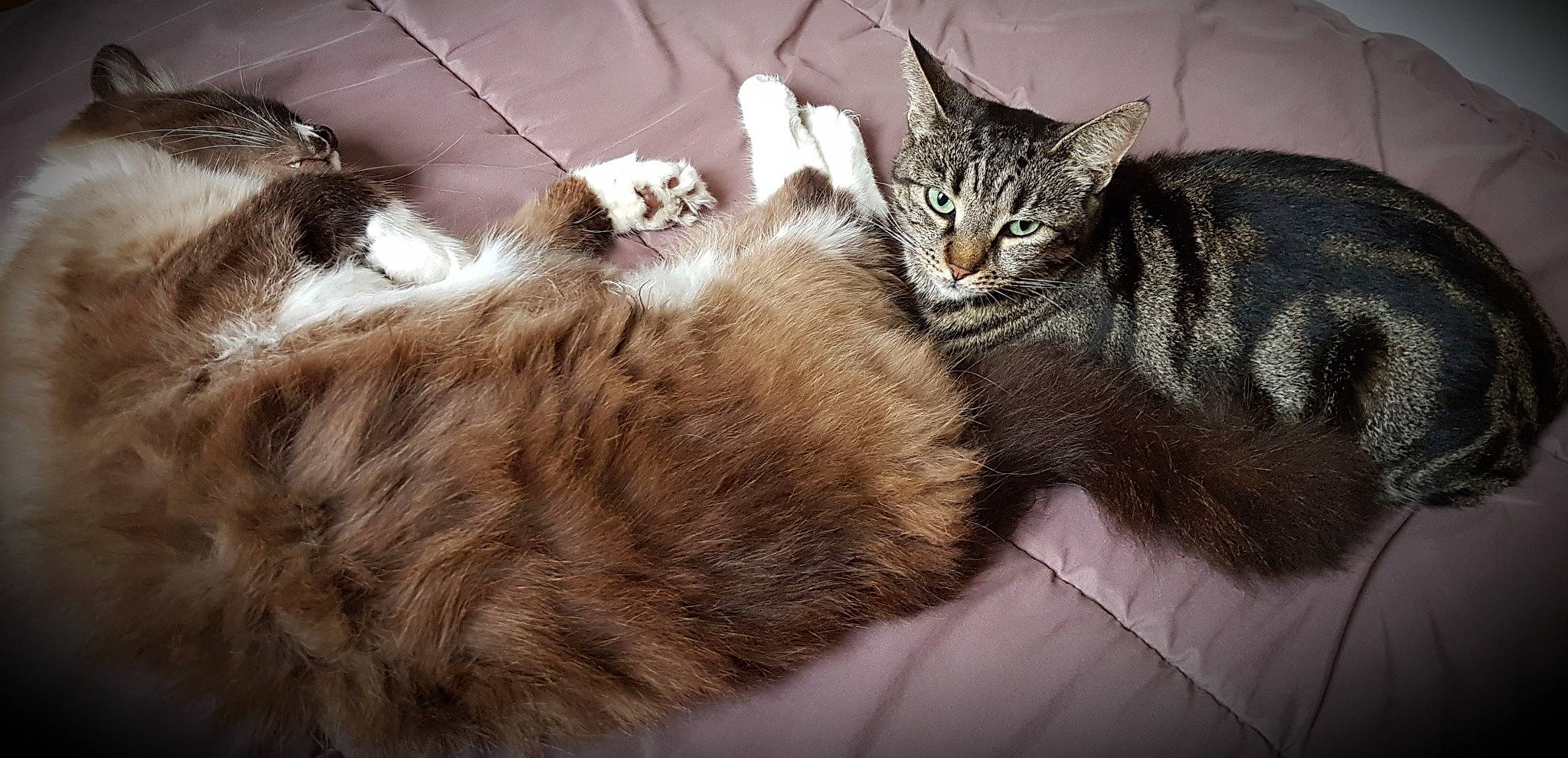 Franklin a rejoint le concours — aidez-le/la à gagner de superbes lots ! aegean_cat, american_wirehair, asian, asian_semi_longhair, carnivore, cat, cymric, domestic_long_haired_cat, domestic_short_haired_cat, dragon_li, european_shorthair, felidae, fur, maine_coon, mammal, norwegian_forest_cat, small_to_medium_sized_cats, tabby_cat, vertebrate, whiskers