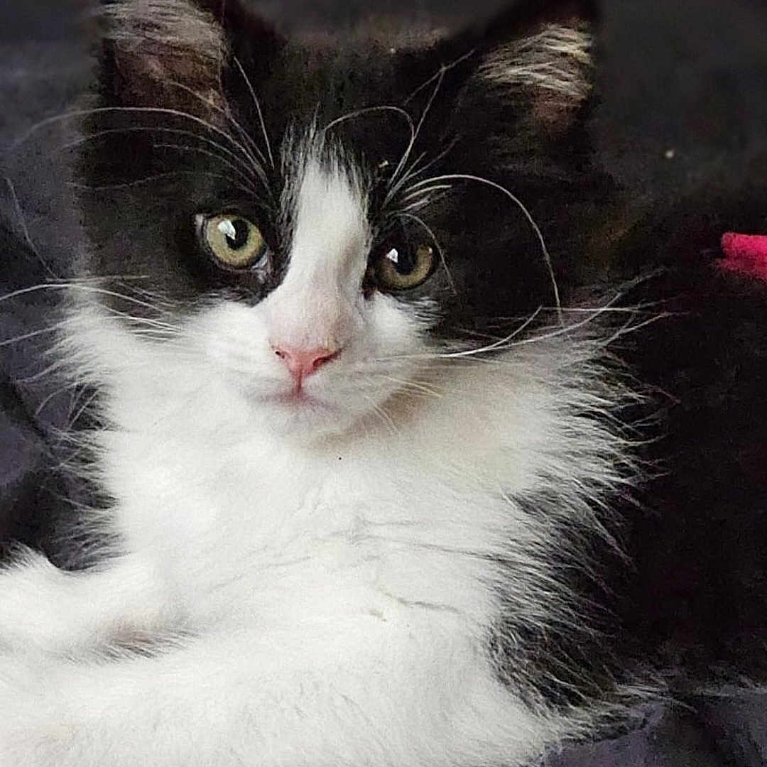 Mr. Fluffybutt is registered to the contest to win money with this photo: abyssinian, angora, animal, cat, kitten, manx, pet, snout