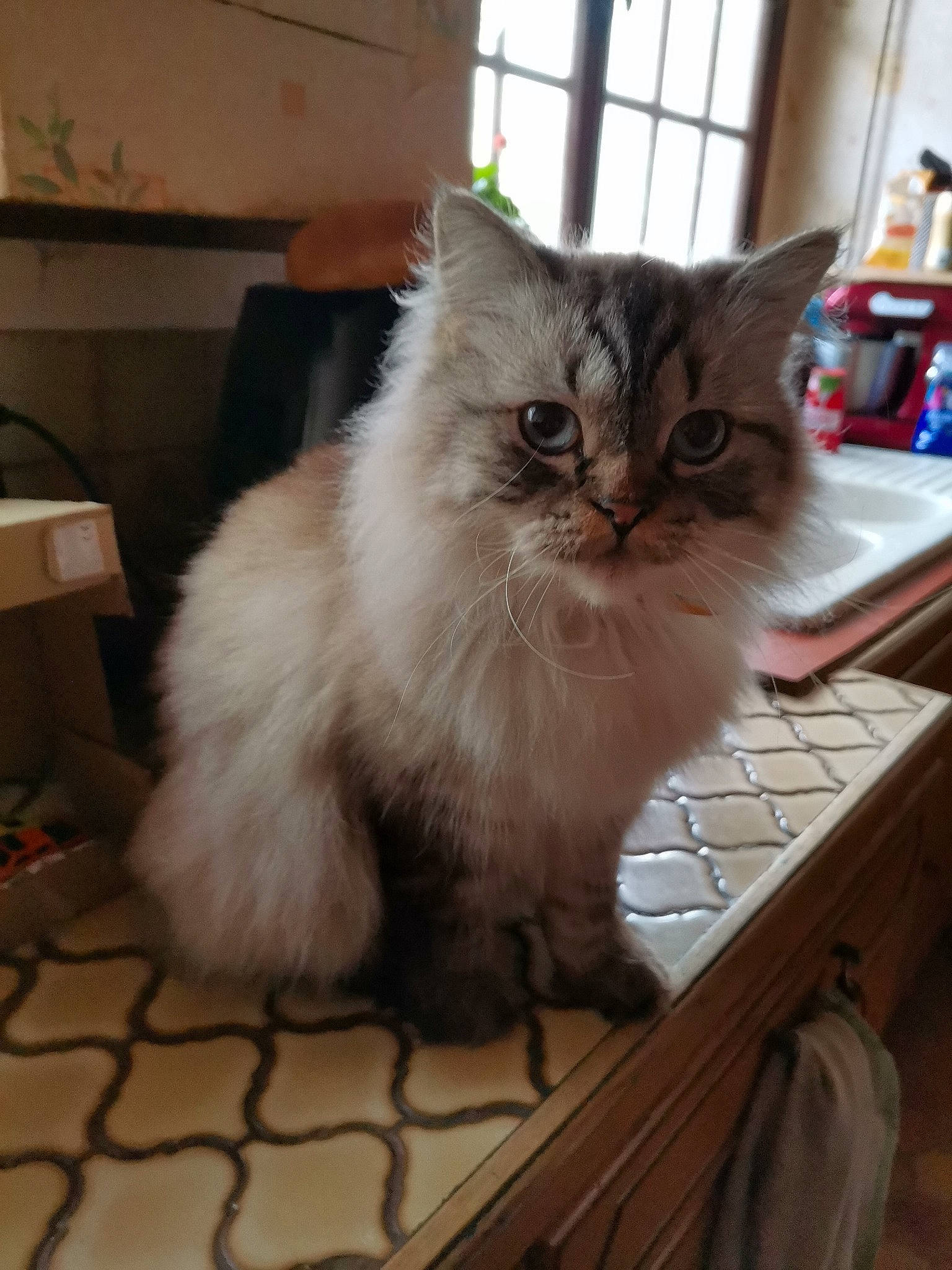 Championne a rejoint le concours — aidez-le/la à gagner de superbes lots ! art, box, british_longhair, carnivore, cat, claw, fawn, felidae, flooring, fur, hardwood, paw, persian, small_to_medium_sized_cats, snout, tail, terrestrial_animal, whiskers, window, wood