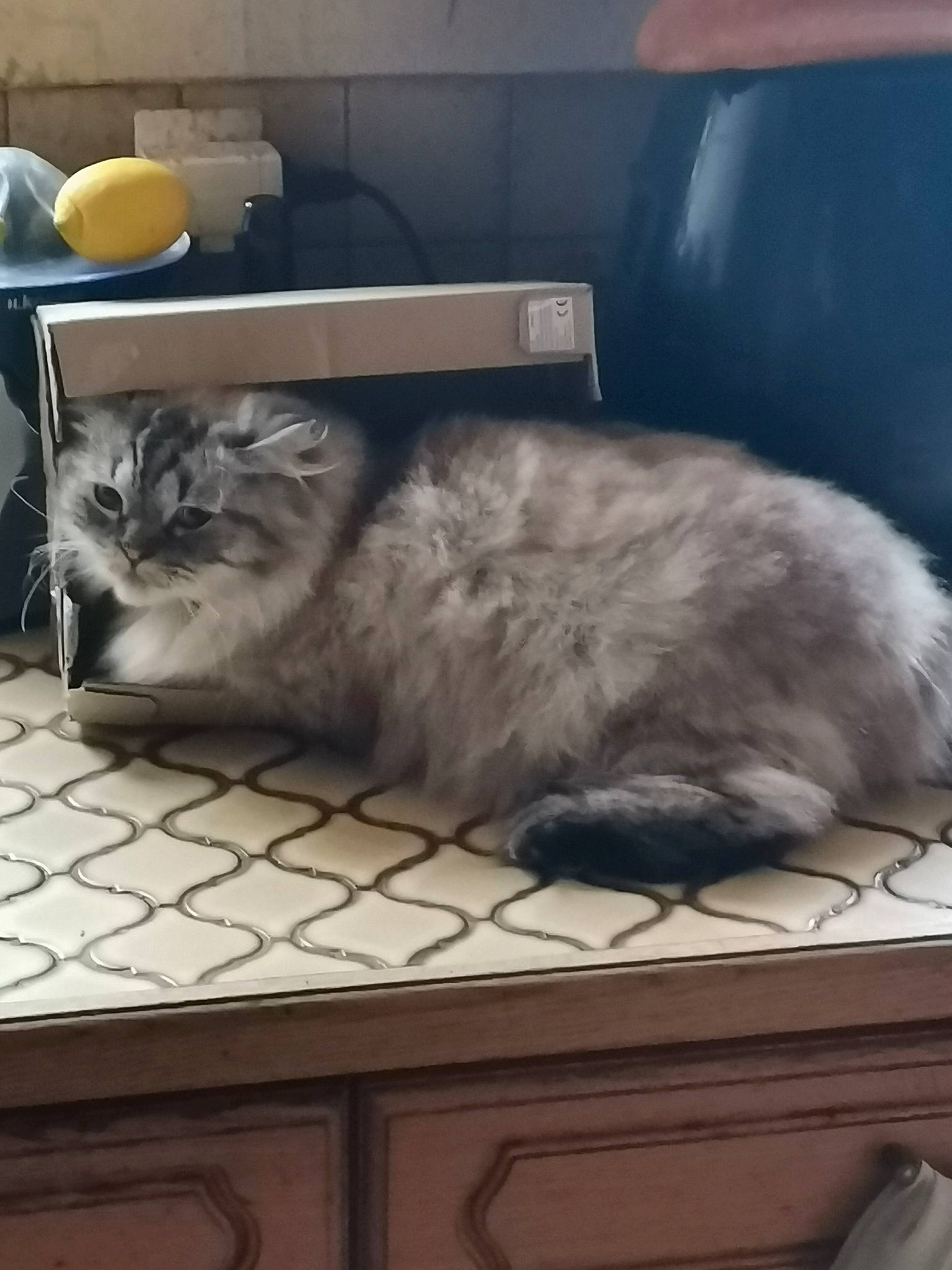 Championne a rejoint le concours — aidez-le/la à gagner de superbes lots ! canidae, carnivore, cat, comfort, companion_dog, domestic_short_haired_cat, felidae, fur, grey, hardwood, major_appliance, nap, paw, ragdoll, room, small_to_medium_sized_cats, snout, tail, whiskers, window