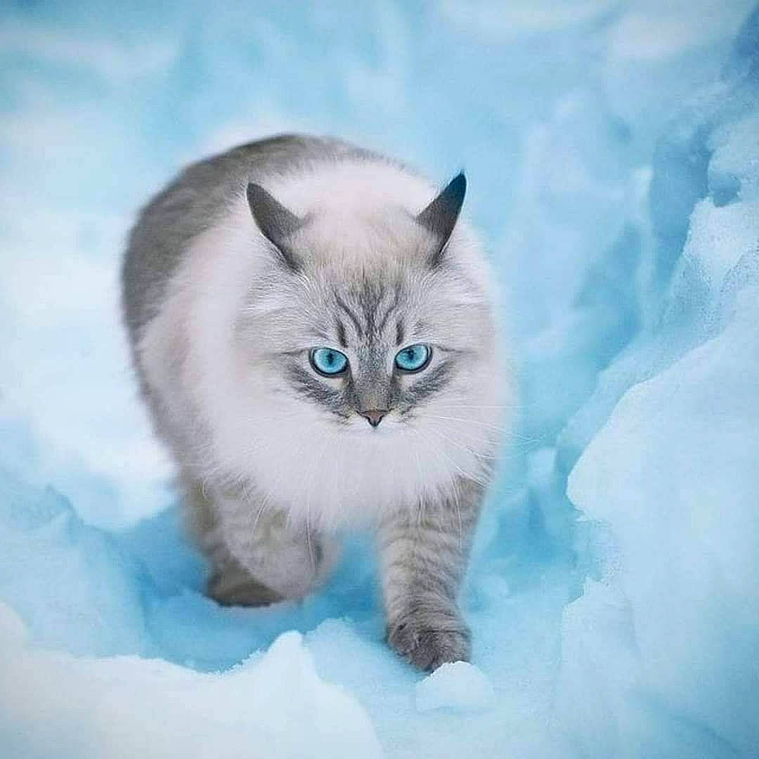 Championne participe au concours pour gagner de l'argent avec cette photo : asian_semi_longhair, balinese, birman, british_semi_longhair, carnivore, cat, cymric, domestic_long_haired_cat, eye, felidae, himalayan, iris, kitten, mammal, ojos_azules, ragamuffin, ragdoll, siberian, small_to_medium_sized_cats, whiskers
