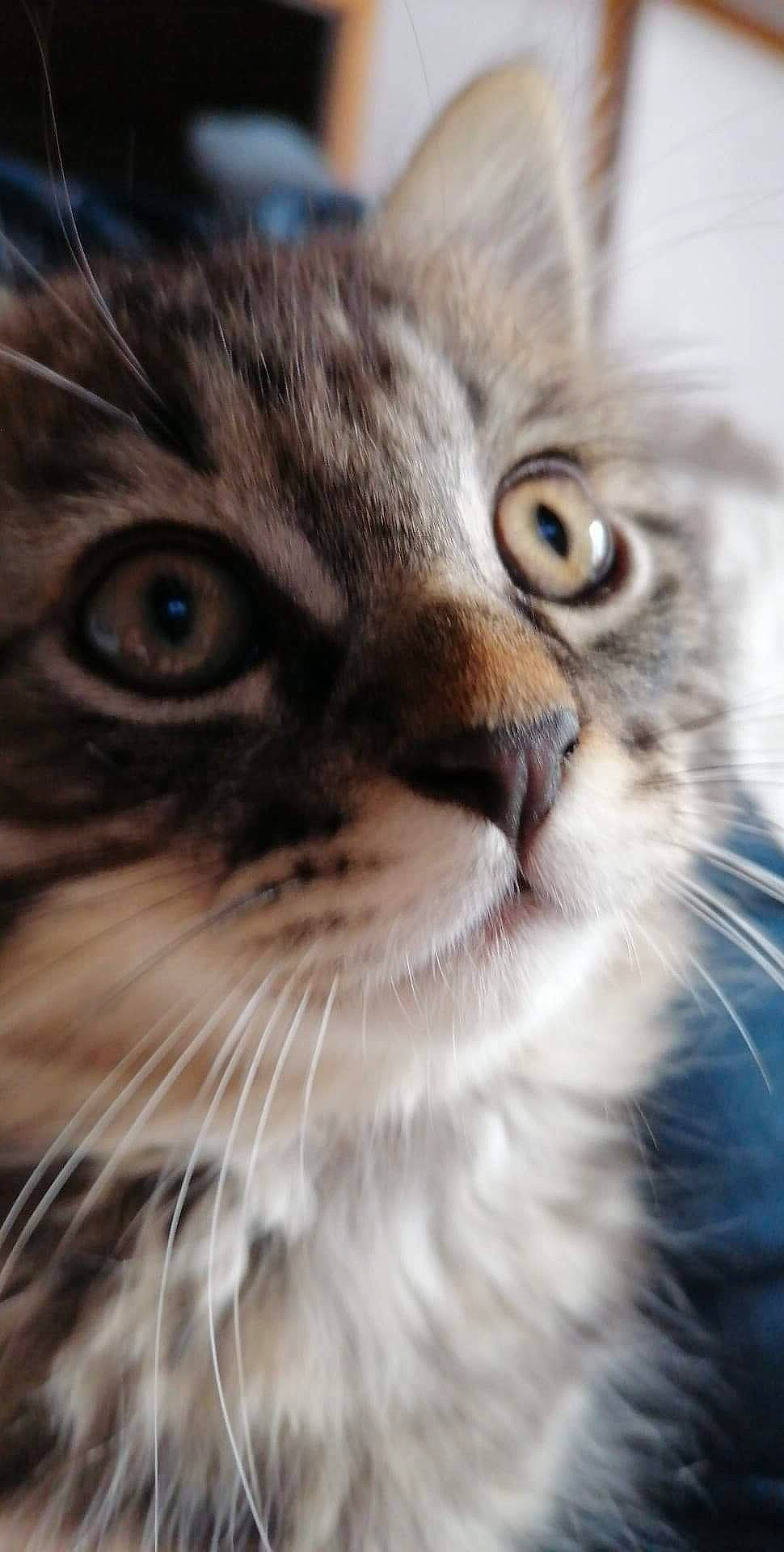 Calinou a rejoint le concours — aidez-le/la à gagner de superbes lots ! asian, british_semi_longhair, carnivore, cat, close_up, domestic_long_haired_cat, european_shorthair, eye, felidae, fur, kitten, mammal, nose, pixie_bob, siberian, small_to_medium_sized_cats, snout, tabby_cat, vertebrate, whiskers