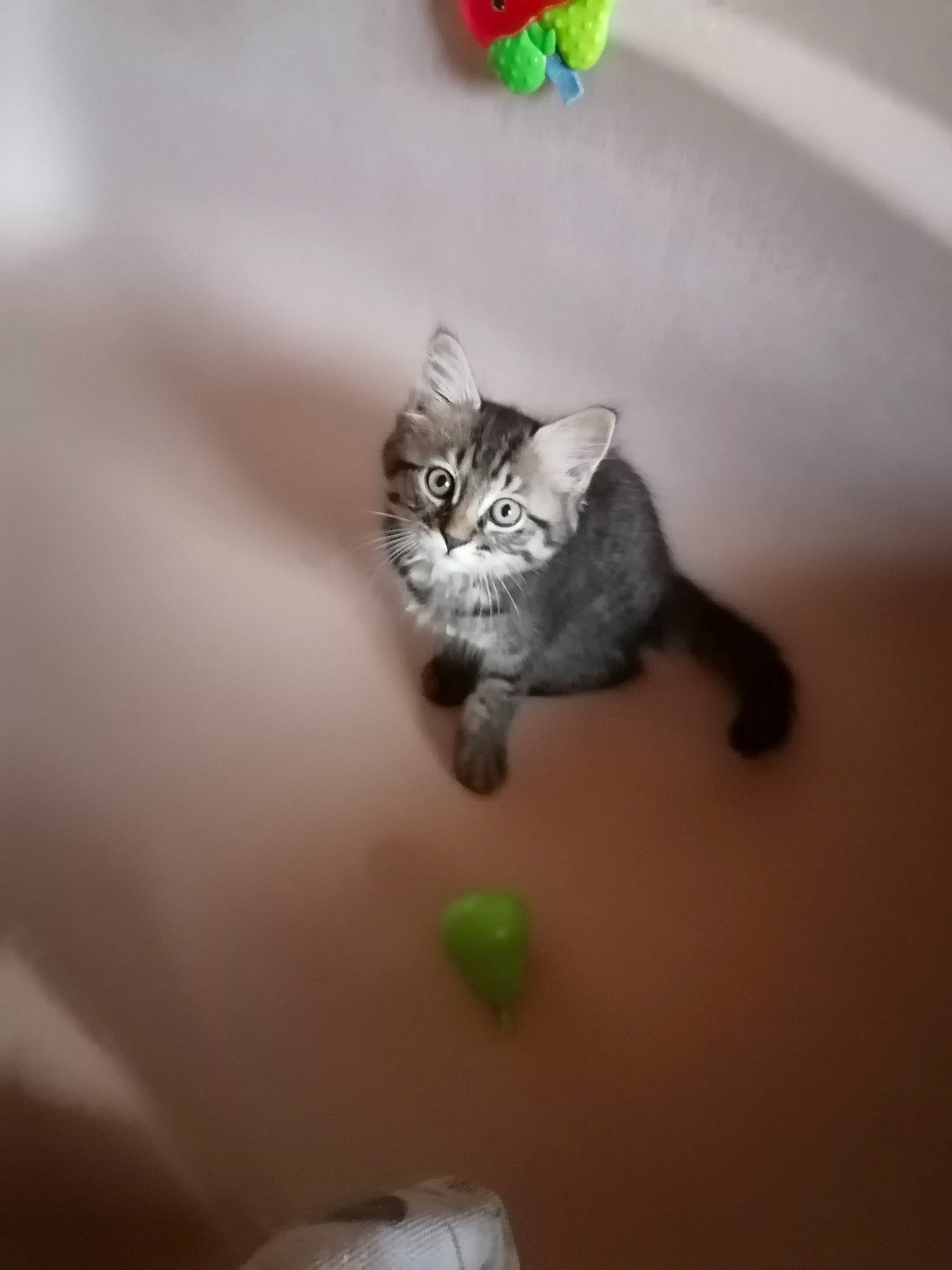 Calinou participe au concours pour gagner de l'argent avec cette photo : american_shorthair, ball, british_shorthair, carnivore, cat, domestic_short_haired_cat, european_shorthair, felidae, kitten, munchkin, norwegian_forest_cat, pixie_bob, play, siberian, small_to_medium_sized_cats, tabby_cat, tail, whiskers