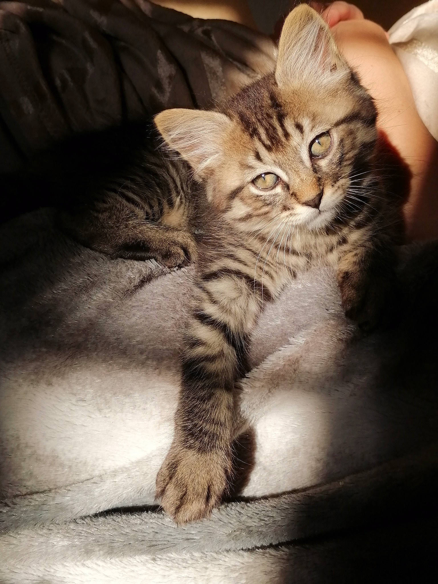 Calinou participe au concours pour gagner de l'argent avec cette photo : asian, carnivore, cat, domestic_short_haired_cat, dragon_li, european_shorthair, felidae, fur, kitten, mammal, norwegian_forest_cat, nose, paw, pixie_bob, siberian, small_to_medium_sized_cats, snout, tabby_cat, whiskers, wild_cat