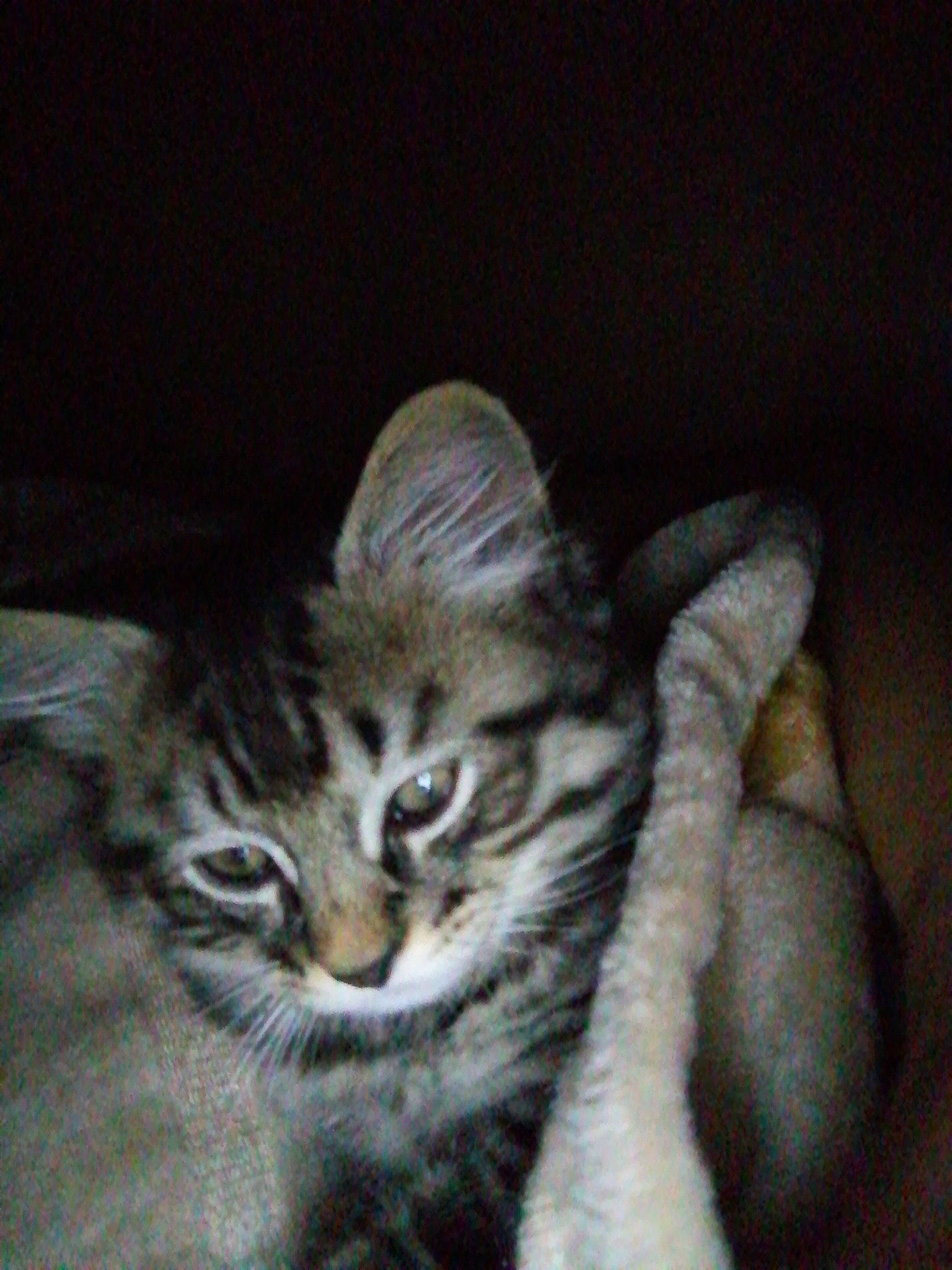 Calinou participe au concours pour gagner de l'argent avec cette photo : american_shorthair, asian, california_spangled, carnivore, cat, domestic_short_haired_cat, dragon_li, egyptian_mau, european_shorthair, felidae, kitten, mammal, ocicat, pixie_bob, small_to_medium_sized_cats, sokoke, tabby_cat, vertebrate, whiskers