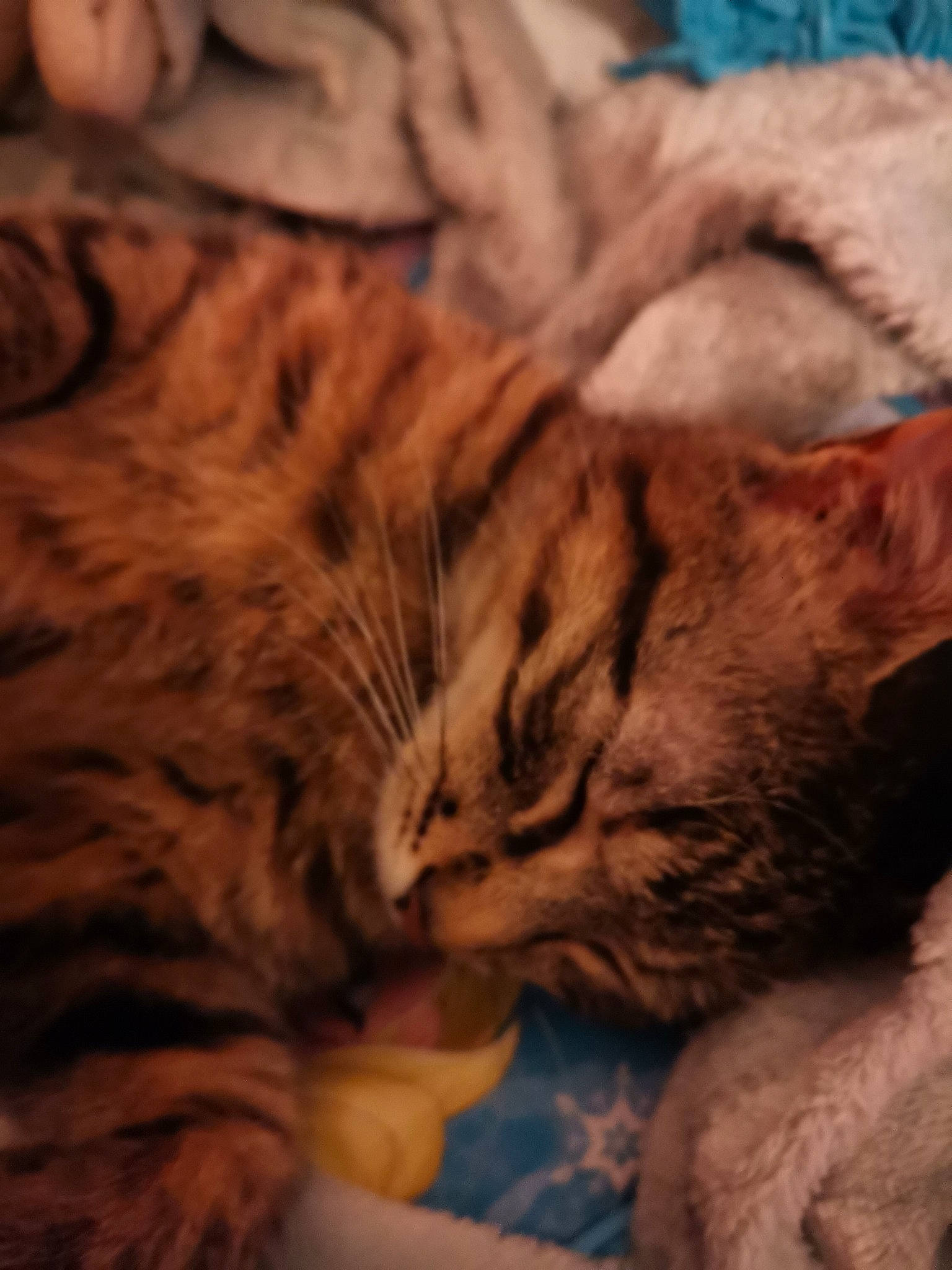 Zoé a rejoint le concours — aidez-le/la à gagner de superbes lots ! carnivore, cat, close_up, cloud, comfort, domestic_short_haired_cat, fawn, felidae, fur, mammal, nap, paw, sky, sleep, small_to_medium_sized_cats, snout, tail, terrestrial_animal, vertebrate, whiskers