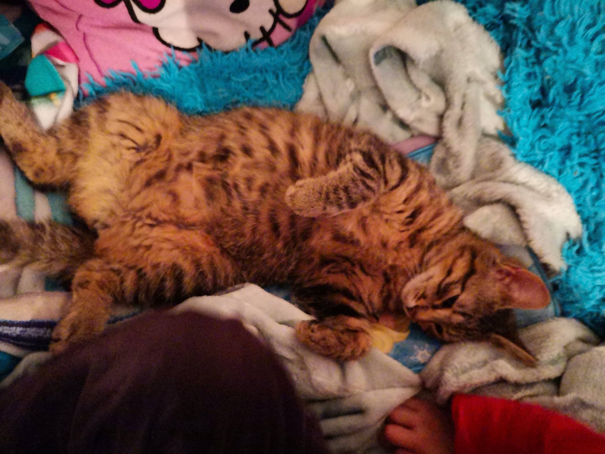 Zoé a rejoint le concours — aidez-le/la à gagner de superbes lots ! bedding, carnivore, cat, cat_bed, claw, comfort, domestic_short_haired_cat, felidae, fur, linens, mammal, nap, pattern, paw, sleep, small_to_medium_sized_cats, tail, thread, whiskers, wool