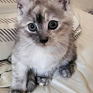 Alana participe au concours pour gagner de l'argent avec cette photo : kitten, cat, pet, furry, cute, animal, domestic, young, eyes, whiskers, paws, bed, blanket, indoor, soft, fur, curious, adorable, small, mammal