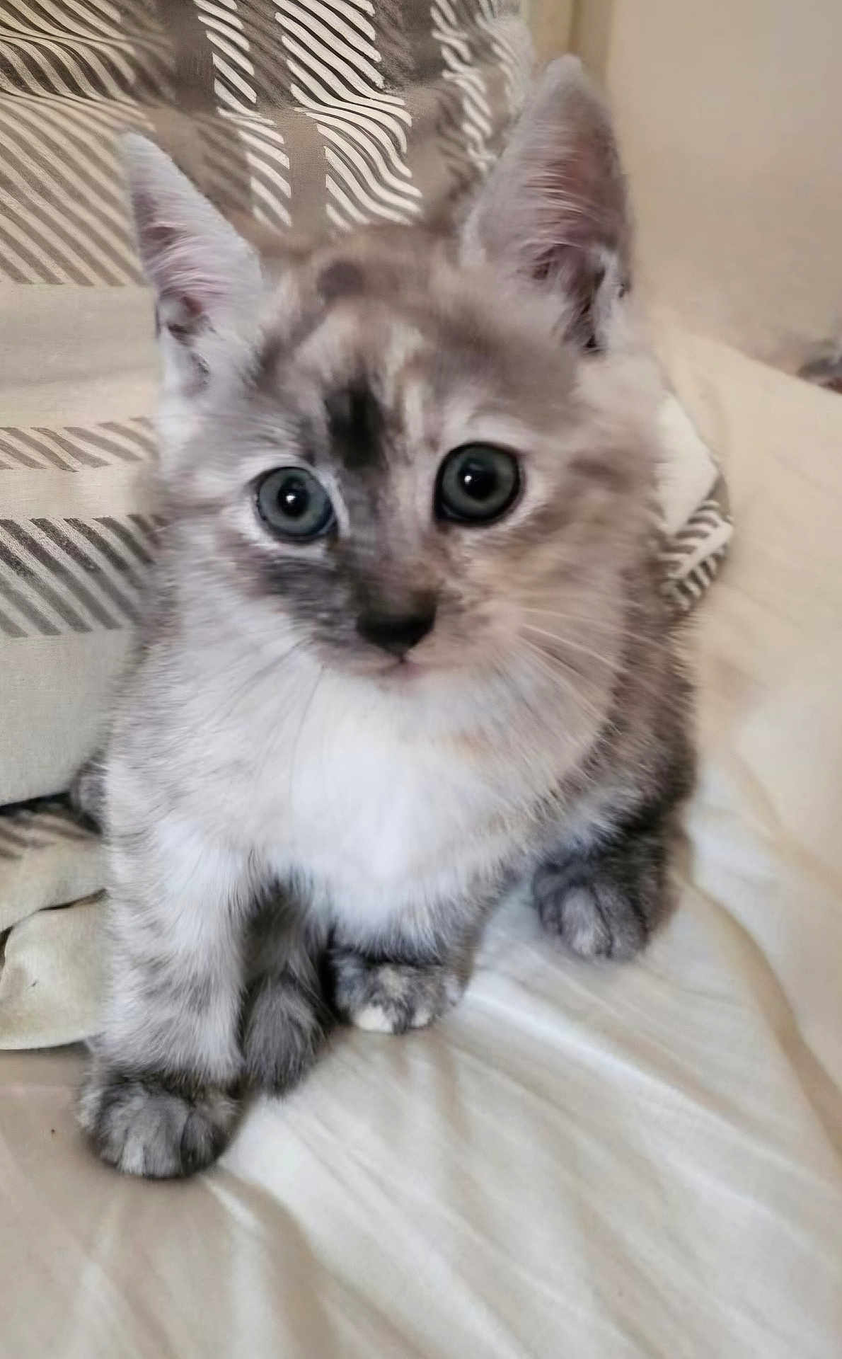 Alana participe au concours pour gagner de l'argent avec cette photo : kitten, cat, pet, furry, cute, animal, domestic, young, eyes, whiskers, paws, bed, blanket, indoor, soft, fur, curious, adorable, small, mammal