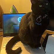 Pibbles joined the competition — help win amazing prizes! black_cat, cat, laptop, keyboard, collar, indoor, pet, tail, notebook, pen, table, paper, technology, computer, iron, home_office, curious, feline, domestic_animal, sitting