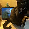 black_cat, cat, laptop, keyboard, collar, indoor, pet, tail, notebook, pen, table, paper, technology, computer, iron, home_office, curious, feline, domestic_animal, sitting