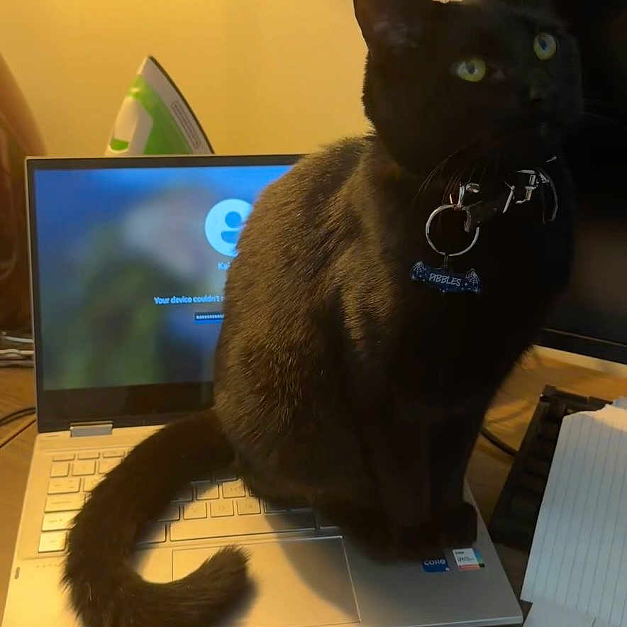 Pibbles joined the competition — help win amazing prizes! black_cat, cat, laptop, keyboard, collar, indoor, pet, tail, notebook, pen, table, paper, technology, computer, iron, home_office, curious, feline, domestic_animal, sitting