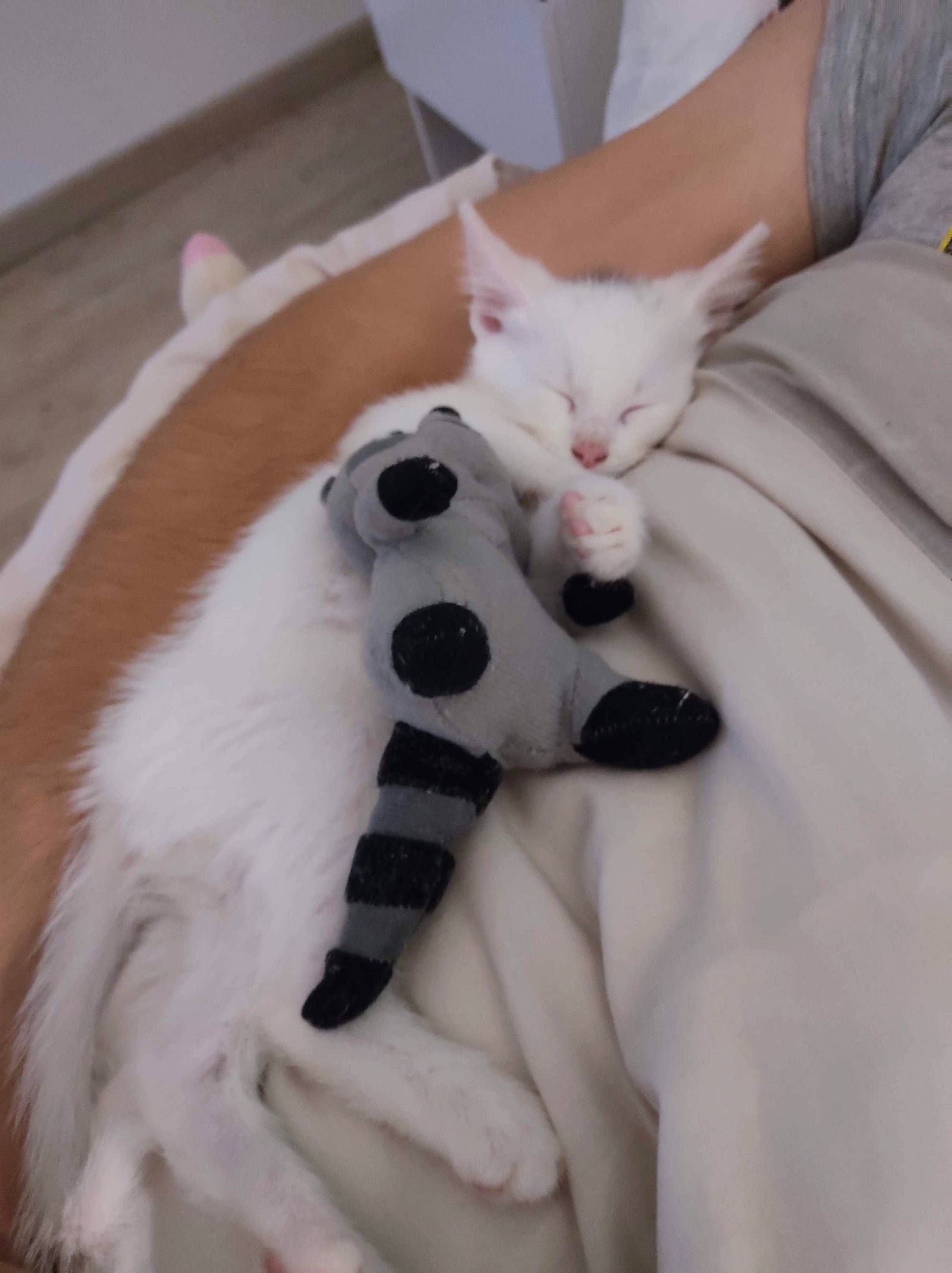 Olaf a rejoint le concours — aidez-le/la à gagner de superbes lots ! asian, carnivore, cat, domestic_short_haired_cat, ear, felidae, fur, khao_manee, kitten, mammal, paw, polydactyl_cat, skin, small_to_medium_sized_cats, tail, turkish_angora, turkish_van, whiskers, white