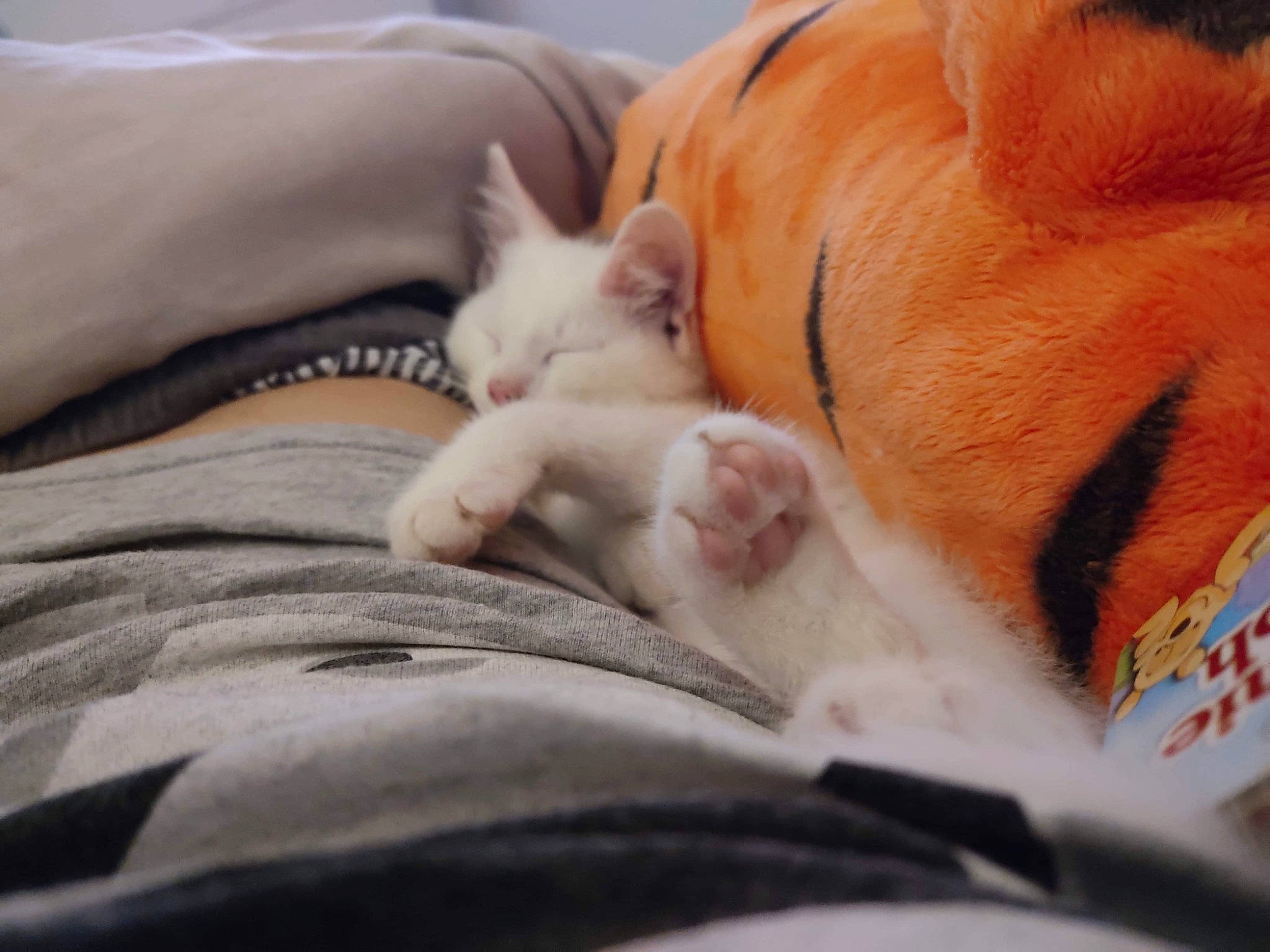 Olaf a rejoint le concours — aidez-le/la à gagner de superbes lots ! canidae, carnivore, cat, comfort, companion_dog, ear, fawn, felidae, fur, kitten, nap, nose, paw, sleep, small_to_medium_sized_cats, snout, whiskers