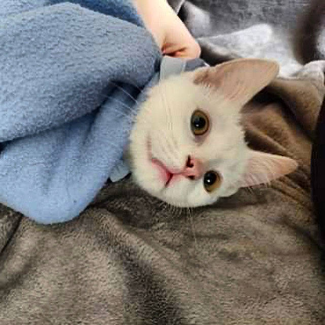 Olaf a rejoint le concours — aidez-le/la à gagner de superbes lots ! burmilla, carnivore, cat, colorpoint_shorthair, ear, eye, fawn, felidae, khao_manee, kitten, ragdoll, small_to_medium_sized_cats, snout, turkish_angora, whiskers