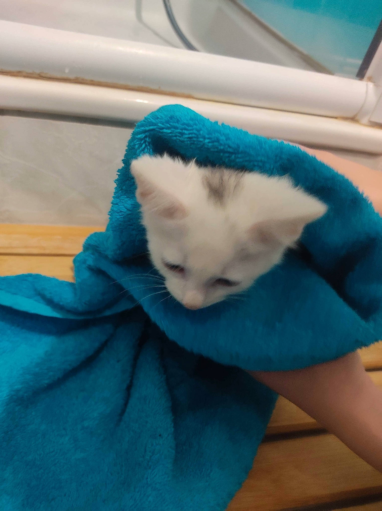 Olaf participe au concours pour gagner de l'argent avec cette photo : blue, carnivore, cat, fawn, felidae, fur, kitten, small_to_medium_sized_cats, tail, turquoise, whiskers