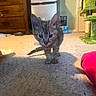 Stormy joined the competition — help win amazing prizes! animal, carpet, cat, cat_tree, cozy, curious, cute, domestic, floor, fridge, furniture, home, indoor, kitten, pet_accessories, playful, small, toy, walking, young_cat