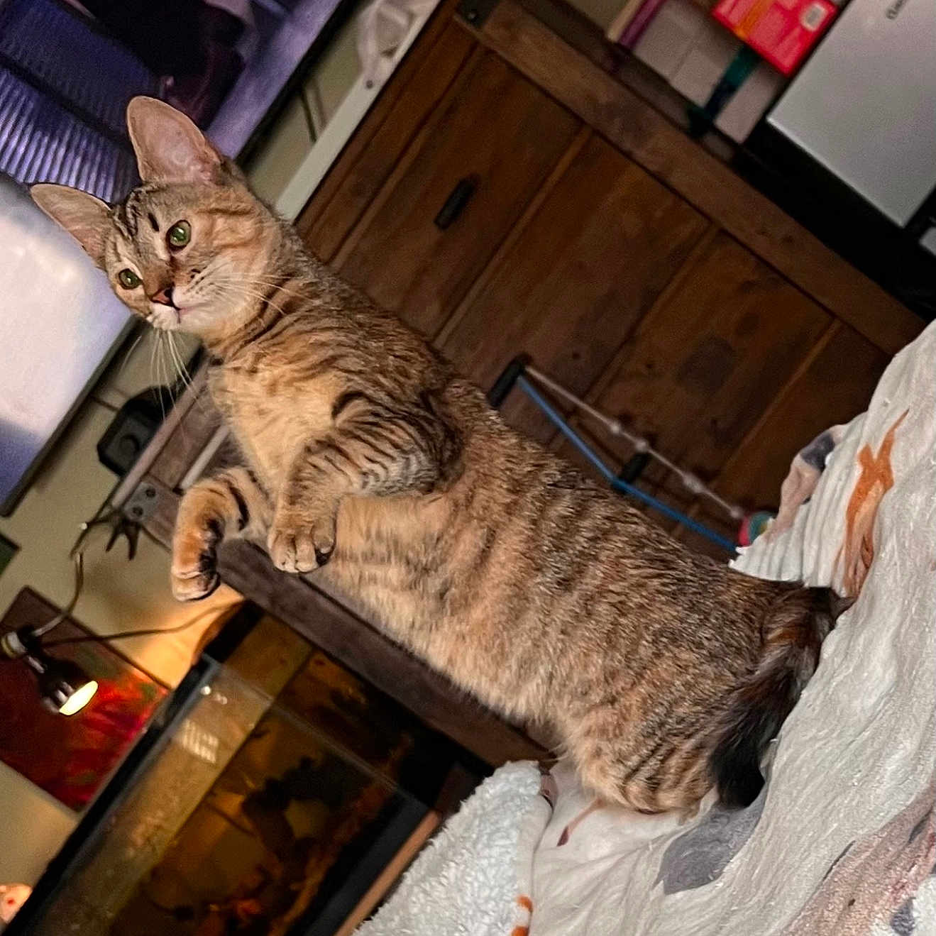 Stormy is registered to the contest to win money with this photo: animal, aquarium, bed, blanket, cabinet, cat, cozy, curious, domestic, ears, eyes, feline, furniture, home, indoor, mammal, pet, resting, tabby, whiskers