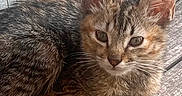 Stormy joined the competition — help win amazing prizes! animal, bench, cat, closeup, cute, domestic, ears, eyes, face, feline, fur, kitten, outdoor, paw, pet, resting, tabby, whiskers, wood, young