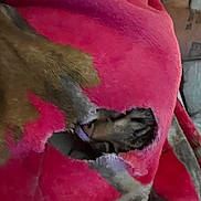 Stormy is registered to the contest to win money with this photo: animal, blanket, closeup, comfort, cozy, cute, dog, fur, home, indoor, peaceful, pet, pink, relaxed, resting, sleeping, snuggled, soft, torn_blanket, wrapped