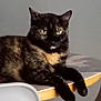 animal, black_fur, brown_fur, calm, cat, chair, domestic_cat, furniture, household, indoor, legs, pet, quiet, relaxed, side_view, sitting, surface, table, tortoiseshell_cat, yellow_eyes