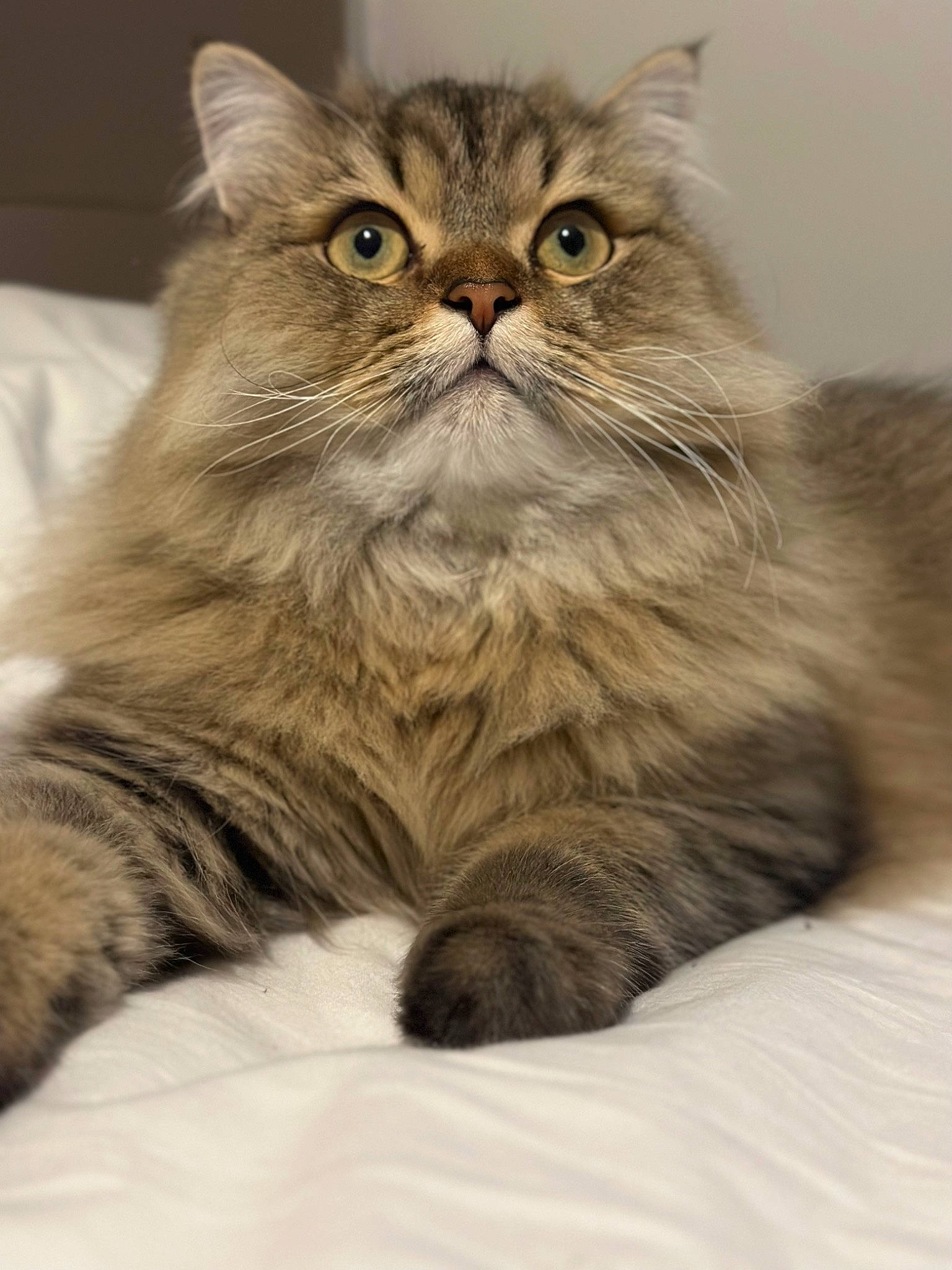 Choupi participe au concours pour gagner de l'argent avec cette photo : british_longhair, carnivore, cat, comfort, domestic_short_haired_cat, felidae, fur, maine_coon, persian, small_to_medium_sized_cats, snout, terrestrial_animal, whiskers, working_animal