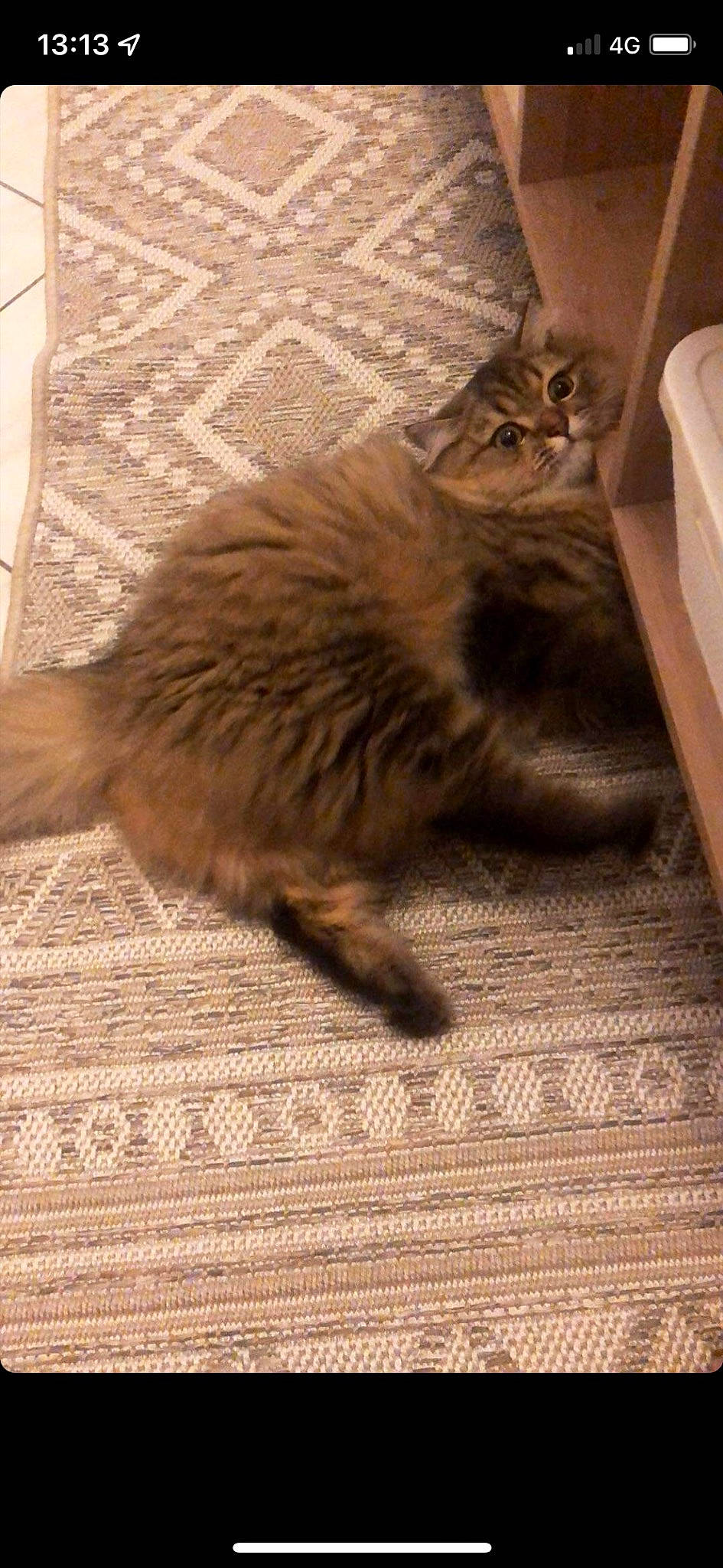 Choupi a rejoint le concours — aidez-le/la à gagner de superbes lots ! carnivore, cat, claw, comfort, fawn, felidae, floor, flooring, fur, hardwood, laminate_flooring, maine_coon, paw, plant, small_to_medium_sized_cats, tail, terrestrial_animal, whiskers, wood, wood_flooring