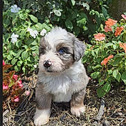 Pearl is registered to the contest to win money with this photo: puppy, dog, blue_eyes, fluffy, cute, garden, flowers, greenery, nature, outdoor, young_dog, fur, pet, animal, adorable, sitting, plant, colorful, small, curious