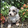puppy, dog, blue_eyes, fluffy, cute, garden, flowers, greenery, nature, outdoor, young_dog, fur, pet, animal, adorable, sitting, plant, colorful, small, curious