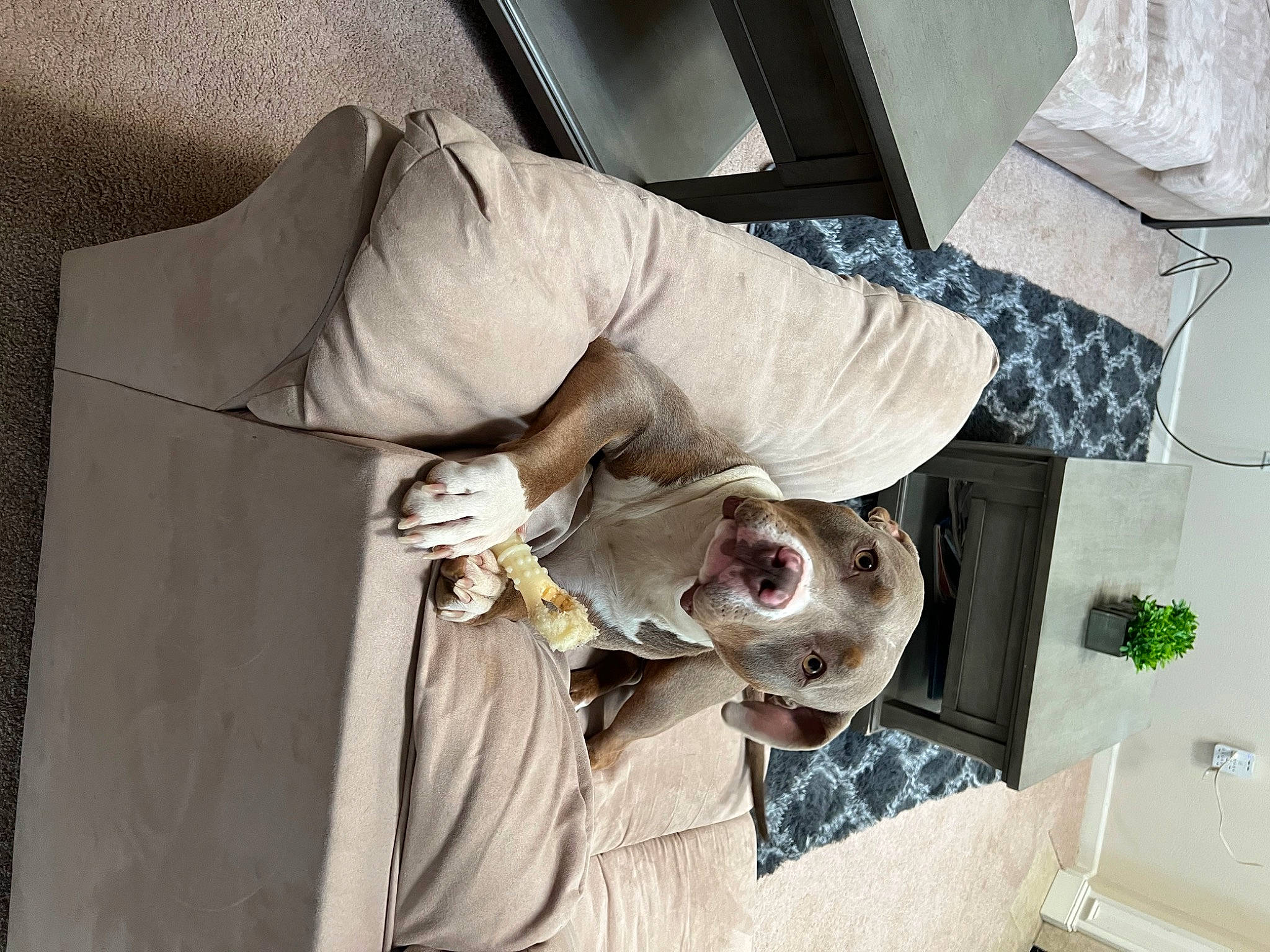 Harley joined the competition — help win amazing prizes! canidae, carnivore, comfort, companion_dog, couch, dog, dog_breed, dog_supply, fur, linens, room, sleeve, sporting_group, wood