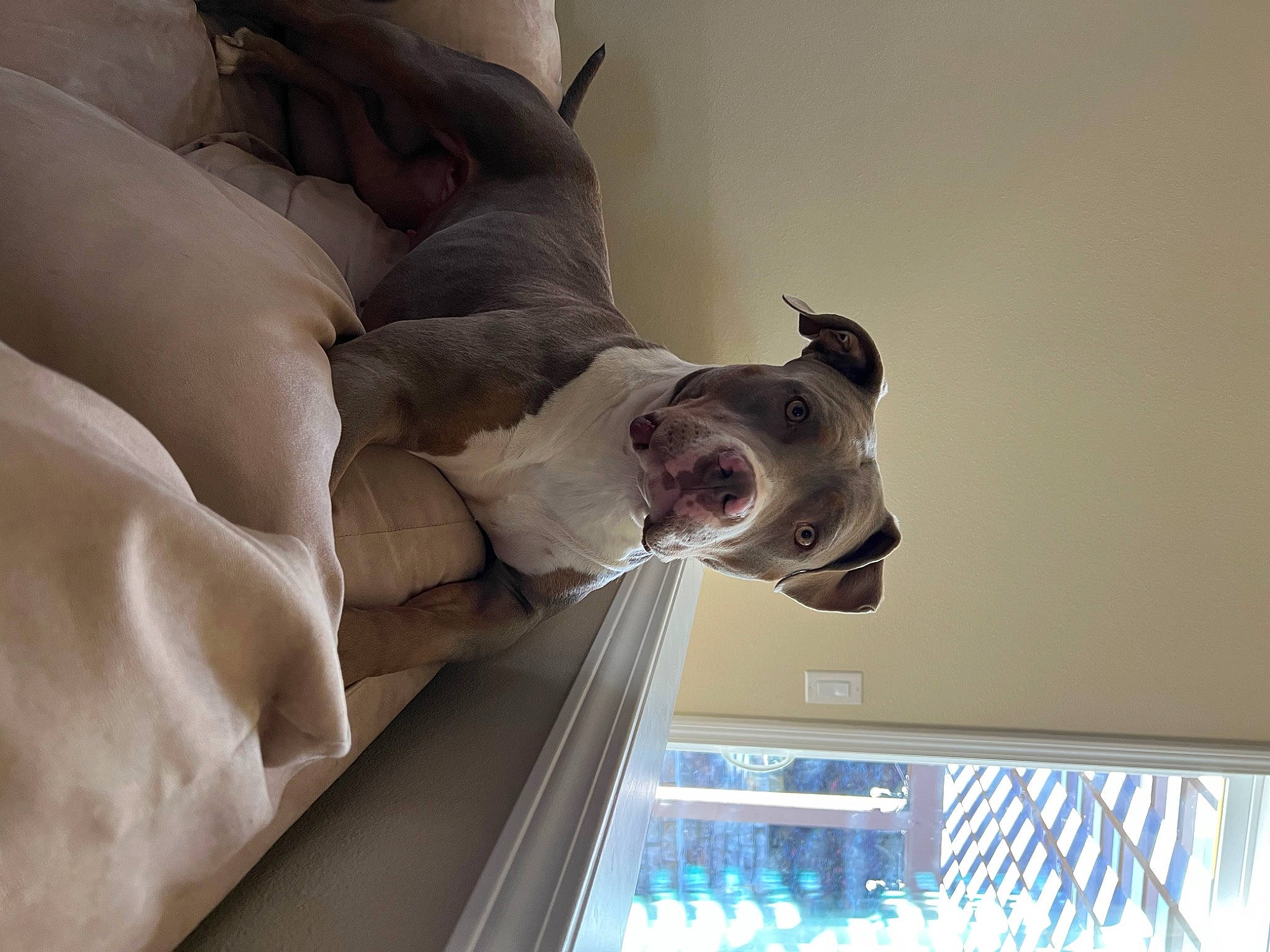 Harley is registered to the contest to win money with this photo: carnivore, comfort, companion_dog, display_device, dog, dog_breed, fawn, felidae, fun, fur, gesture, guard_dog, human_leg, linens, pillow, room, smile, stairs, water, whiskers