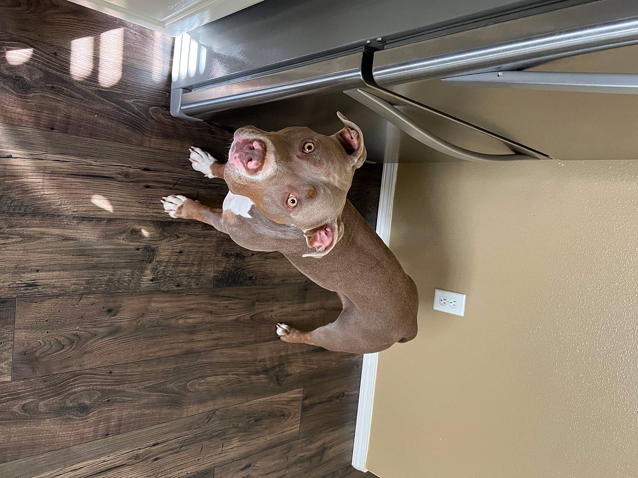 Harley joined the competition — help win amazing prizes! aluminium, art, carnivore, ceiling, fashion_accessory, fawn, felidae, flooring, hardwood, metal, plaster, plywood, room, sculpture, snout, stuffed_toy, toy, visual_arts, wood, working_animal