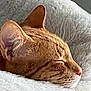 Stanley is registered to the contest to win money with this photo: cat, ginger_cat, sleeping, close_up, pet, fur, whiskers, ear, nose, cozy, bed, fluffy, resting, animal, domestic_animal, cute, relaxed, indoor, feline, peaceful