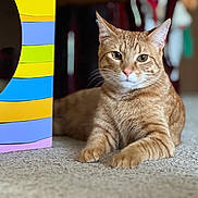 Stanley is registered to the contest to win money with this photo: cat, orange_tabby, carpet, indoor, furniture, colorful_box, pet, animal, relaxed, mammal, whiskers, ears, paws, portrait, domestic_cat, feline, cute, home, closeup, laying